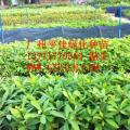红花玉蕊