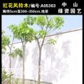 红花风铃木