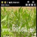 慈菇