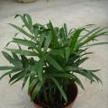 其它观叶植物