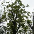 玉蕊树