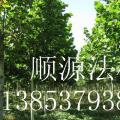 法桐