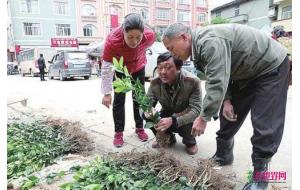 广西来宾：瑶山春光早 苗木销路好 