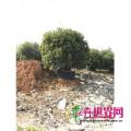丛生杨梅
