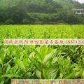 毛杜鹃