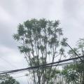 蓝花楹