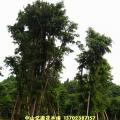 多杆长叶榕