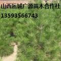 白皮松
