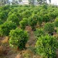 非洲茉莉