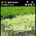 吊兰