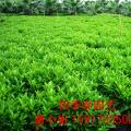 非洲茉莉