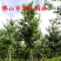 大腹木棉