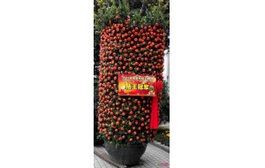 年桔擂台赛赛出陈村桔王       现场举行桔王拍卖仪式与传统的安桔活动