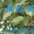 香樟种子