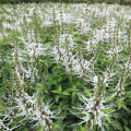 猫须草/肾茶