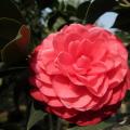茶花(赤丹红)