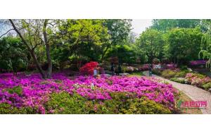 母亲节免费看花展 需证明“你妈是你妈”？