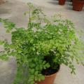 其它观叶植物