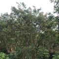 小叶紫薇