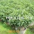 非洲茉莉柱