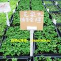 黄花梨