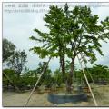 超大台湾罗汉松庭园树