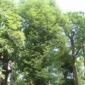 香樟/樟树