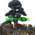 造型榆树