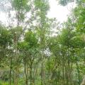 山杜英