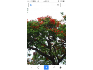 中国红花栾
