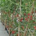 安全健康，珠海无公害蔬菜，生产技术，栽培管理，芳诚缔造