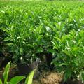 非洲茉莉