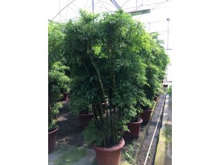 羽叶福禄桐