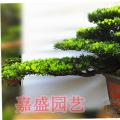 罗汉松盆景07