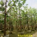 澳洲火焰木