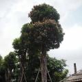 绿化芒果