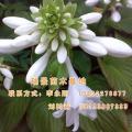 玉簪