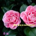 乔依茶花