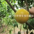 黄晶果