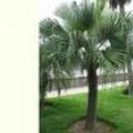 蒲葵
