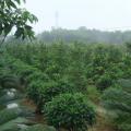 非洲茉莉