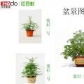 南方红豆杉