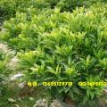 非洲茉莉球