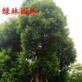 香樟