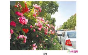 洛阳推广垂直绿化 蔷薇“花墙”高颜值