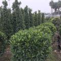 非洲茉莉