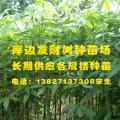 发财树