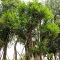 细叶榕（小叶榕）