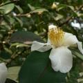 茶子树