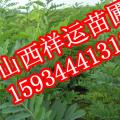 白皮松